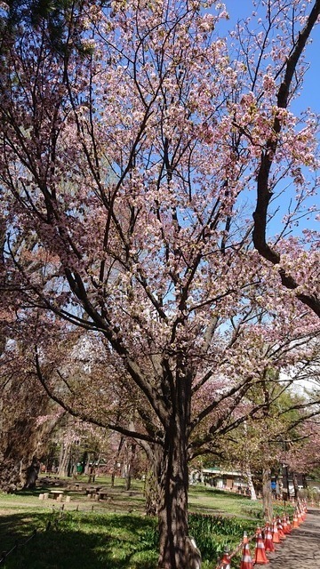 蝦夷山桜.JPG